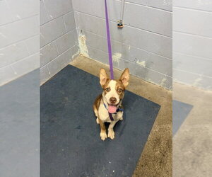 Australian Kelpie-Siberian Husky Mix Dogs for adoption in Woodland, CA, USA