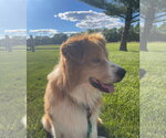 Small #1 Great Pyrenees Mix