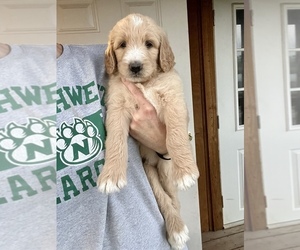 Goldendoodle Puppy for sale in MARYVILLE, MO, USA