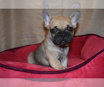 Small Photo #2 French Bulldog Puppy For Sale in PALMYRA, VA, USA
