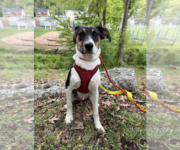 Medium Photo #29 Jack Russell Terrier-Unknown Mix Puppy For Sale in New York, NY, USA