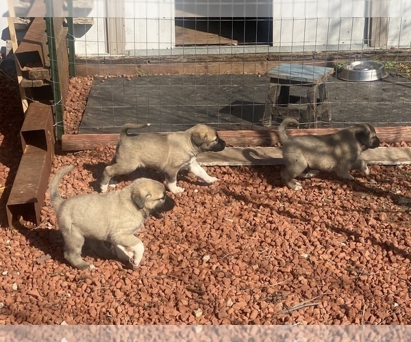 Full screen Photo #2 Kangal Dog Puppy For Sale in NORCO, CA, USA