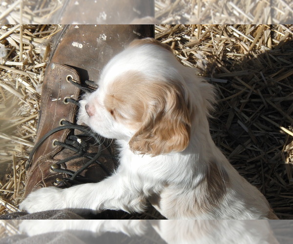 Medium Photo #5 Cocker Spaniel Puppy For Sale in CROSS TIMBERS, MO, USA