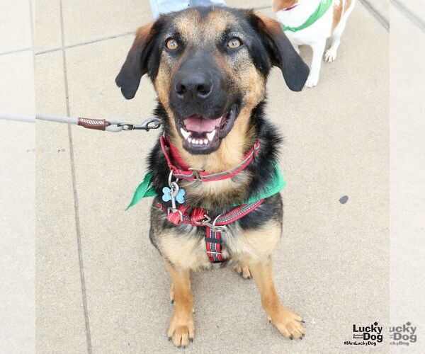 Medium Photo #11 Rottweiler-Unknown Mix Puppy For Sale in Washington, DC, USA