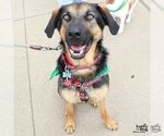 Small #10 Rottweiler Mix