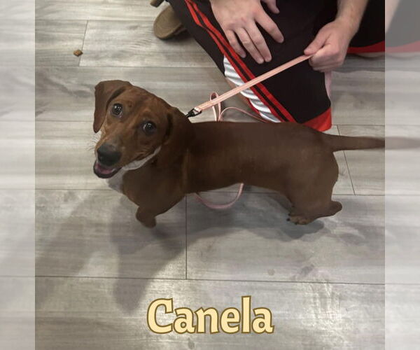 Medium Photo #5 Dachshund Puppy For Sale in San Antonio, TX, USA