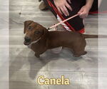 Small #4 Dachshund