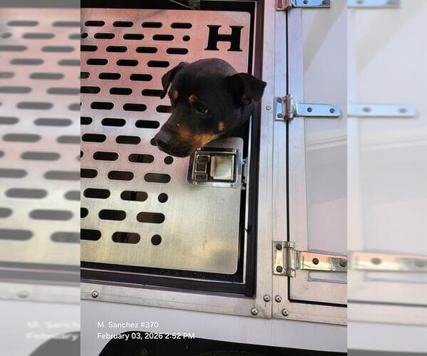 Medium Photo #1 Rottweiler-Unknown Mix Puppy For Sale in San Antonio, TX, USA