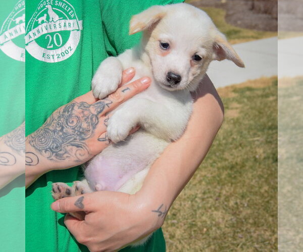 Medium Photo #3 Chihuahua-Unknown Mix Puppy For Sale in Huntley, IL, USA