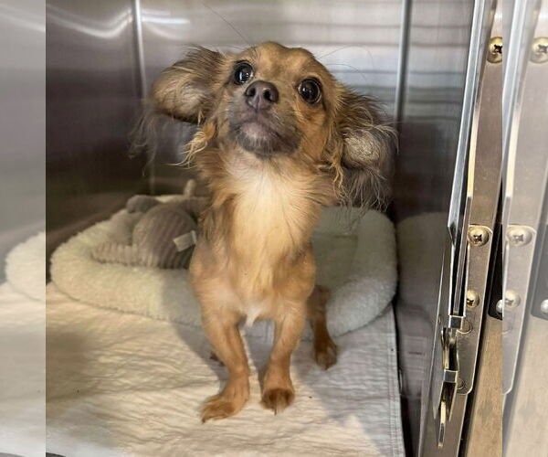 Medium Photo #1 Chiweenie Puppy For Sale in Benton, LA, USA