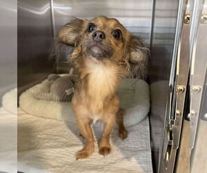 Medium Chiweenie
