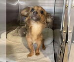 Small Chiweenie