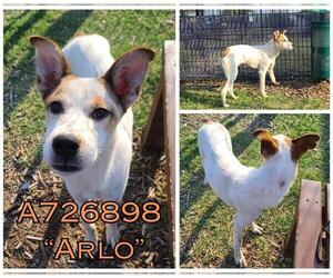 Labrador Retriever-Unknown Mix Dogs for adoption in San Antonio, TX, USA