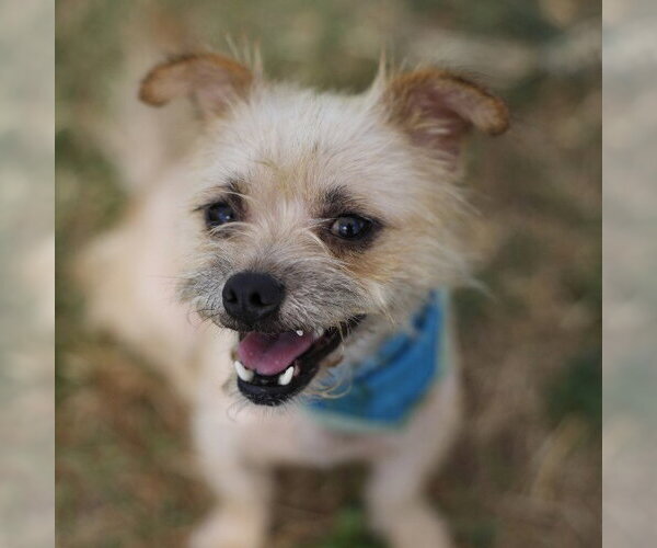 Medium Photo #1 Mutt Puppy For Sale in San Antonio, TX, USA