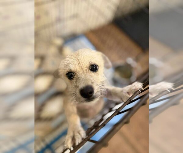 Medium Photo #8 ShiChi Puppy For Sale in New York, NY, USA