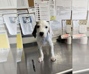 Border Collie-English Setter Mix Dogs for adoption in Bolivar, MO, USA