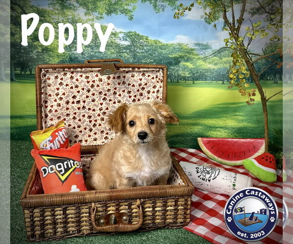 Medium Photo #2 Tibetan Spaniel Puppy For Sale in Arcadia, FL, USA