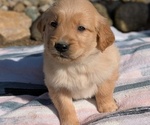 Small #5 Golden Retriever