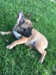 Small Photo #2 French Bulldog Puppy For Sale in HUNTINGTN BCH, CA, USA