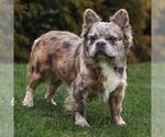Small Photo #1 French Bulldog Puppy For Sale in RONKS, PA, USA
