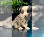 Puppy Eve Miniature Australian Shepherd