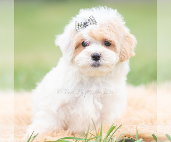 Medium Photo #2 Maltipoo (Miniature) Puppy For Sale in WARSAW, IN, USA