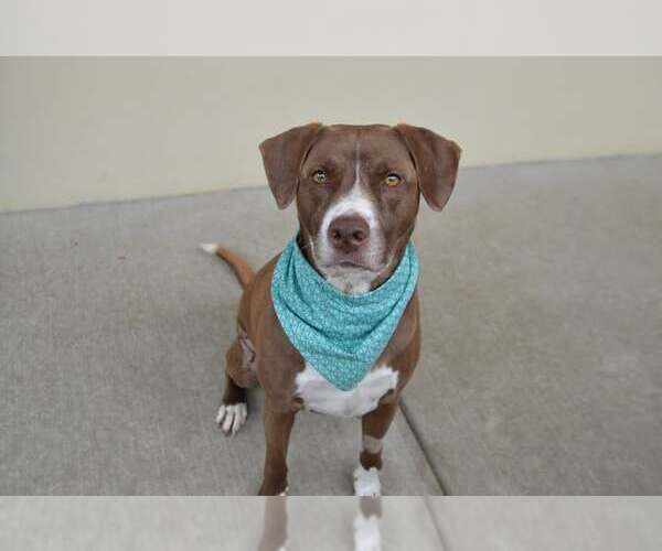 Medium Photo #1 Mutt Puppy For Sale in McKinney, TX, USA