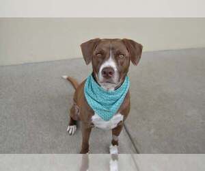 Mutt Dogs for adoption in McKinney, TX, USA