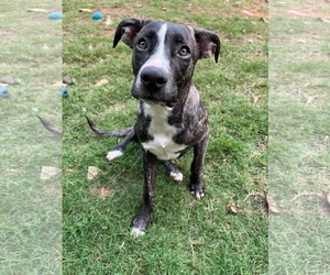 Labrador Retriever-Plott Hound Mix Dogs for adoption in McDonough, GA, USA