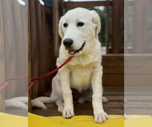 Great Pyrenees-Unknown Mix Dogs for adoption in Croydon, NH, USA