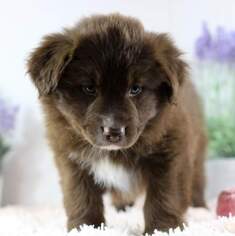 Australian Shepherd Puppy for sale in DANVILLE, PA, USA