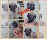 Small Photo #8 Great Dane Puppy For Sale in CORONA, CA, USA