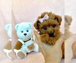 Small #14 Poodle (Toy)