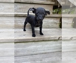 Small Photo #1 Chihuahua Puppy For Sale in CHICAGO, IL, USA