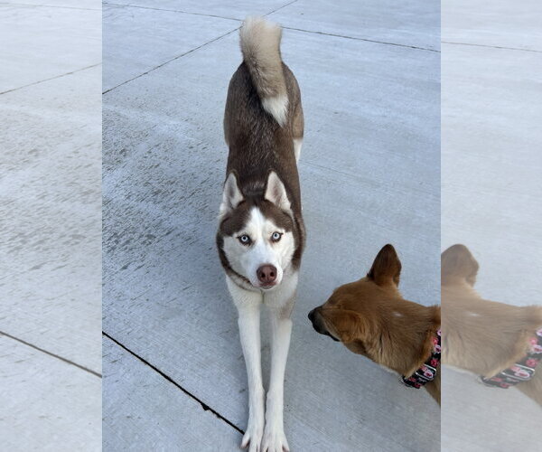 Medium Photo #5 Siberian Husky Puppy For Sale in Lancaster, PA, USA