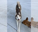 Small #4 Siberian Husky