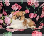 Small #4 Fox Terrier (Smooth)-Pomeranian Mix