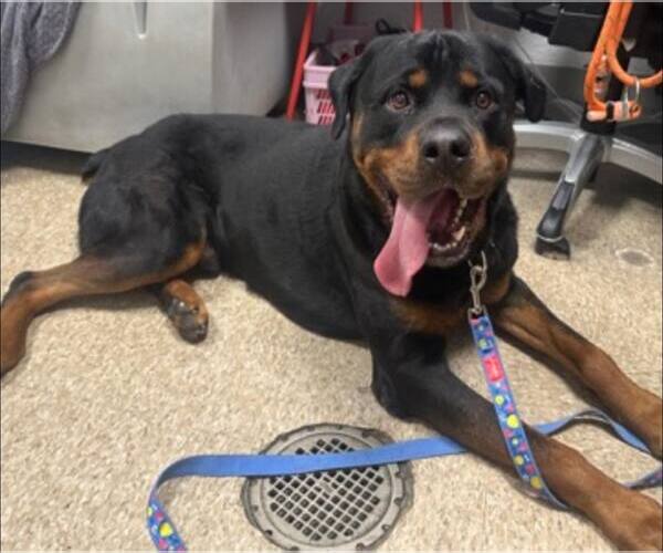 Medium Photo #4 Rottweiler Puppy For Sale in Hillsboro, NH, USA