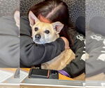 Small #11 Pembroke Welsh Corgi Mix