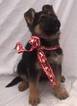 Small Photo #15 German Shepherd Dog Puppy For Sale in PORTERVILLE, CA, USA