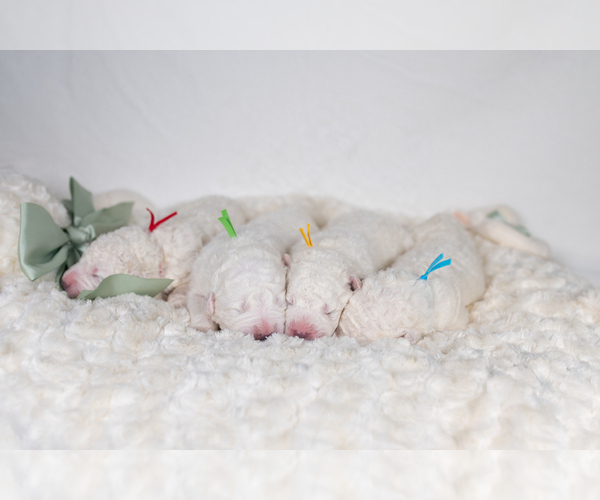 Medium Photo #14 Maremma Sheepdog Puppy For Sale in CONWAY, MO, USA