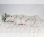 Small #13 Maremma Sheepdog
