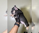 Small Photo #8 French Bulldog Puppy For Sale in BRONX, NY, USA