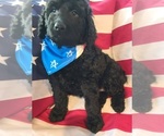 Small Photo #12 Goldendoodle Puppy For Sale in WHITE CLOUD, MI, USA