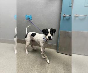 Mutt Dogs for adoption in Las Vegas, NV, USA