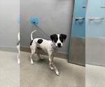 *BRONX - Male Mutt Dog for Adoption - Small photo