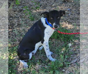 Mutt Dogs for adoption in Bandera, TX, USA