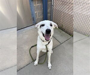 Great Pyrenees-Unknown Mix Dogs for adoption in Palmetto, FL, USA