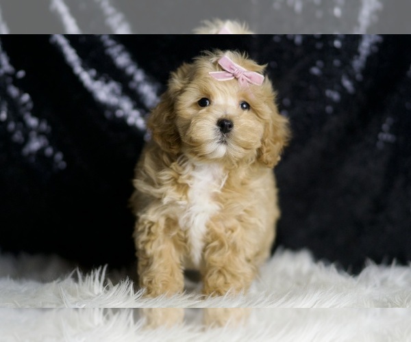 Medium Photo #3 Maltipoo Puppy For Sale in WARSAW, IN, USA