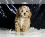Small #2 Maltipoo